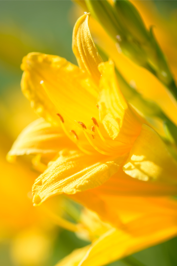 Spring daylily care