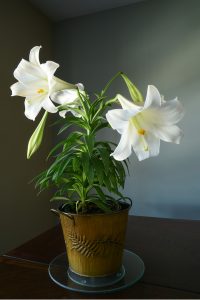 How To Take Care Of An Easter Lily Plant After Easter - Indoors or Outside