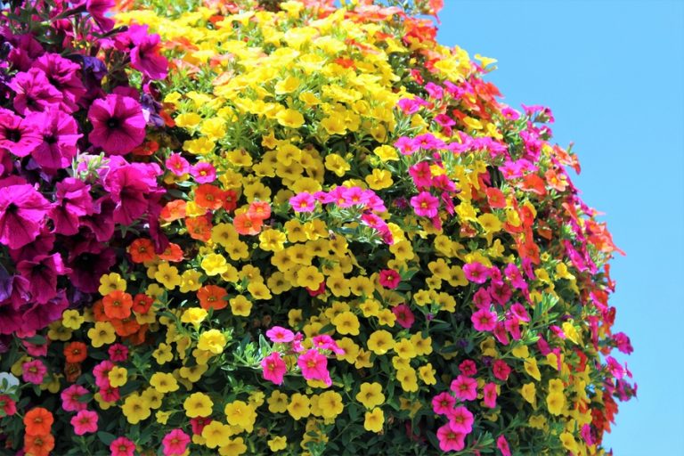 The Best Way To Fertilize Hanging Baskets The Big Secret To Success!