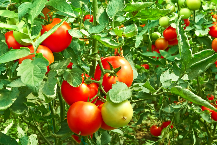 determinate or indeterminate tomatoes