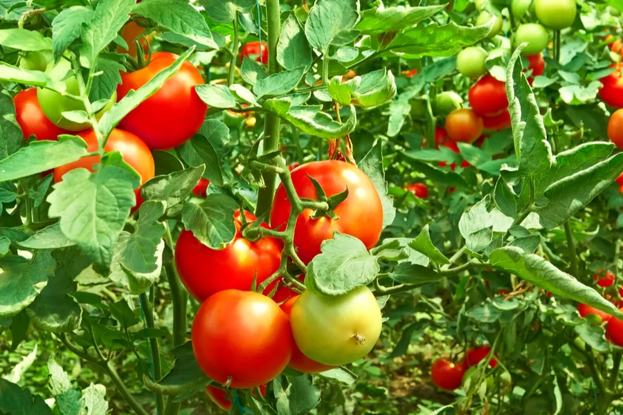 determinate or indeterminate tomatoes