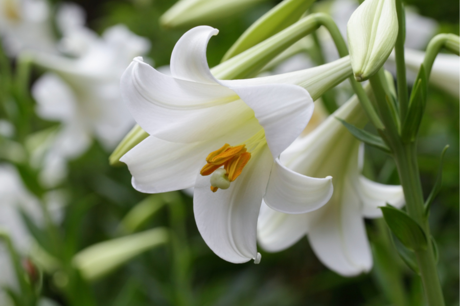 Easter lilies after Easter