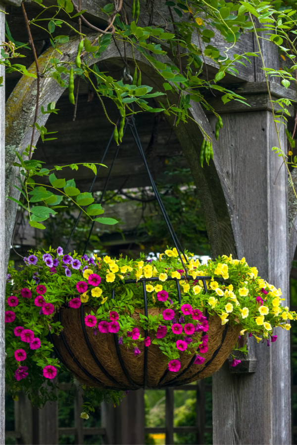 hanging baskets - coffee grounds