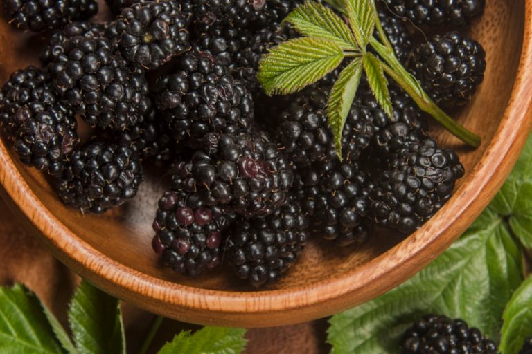 how to grow blackberries