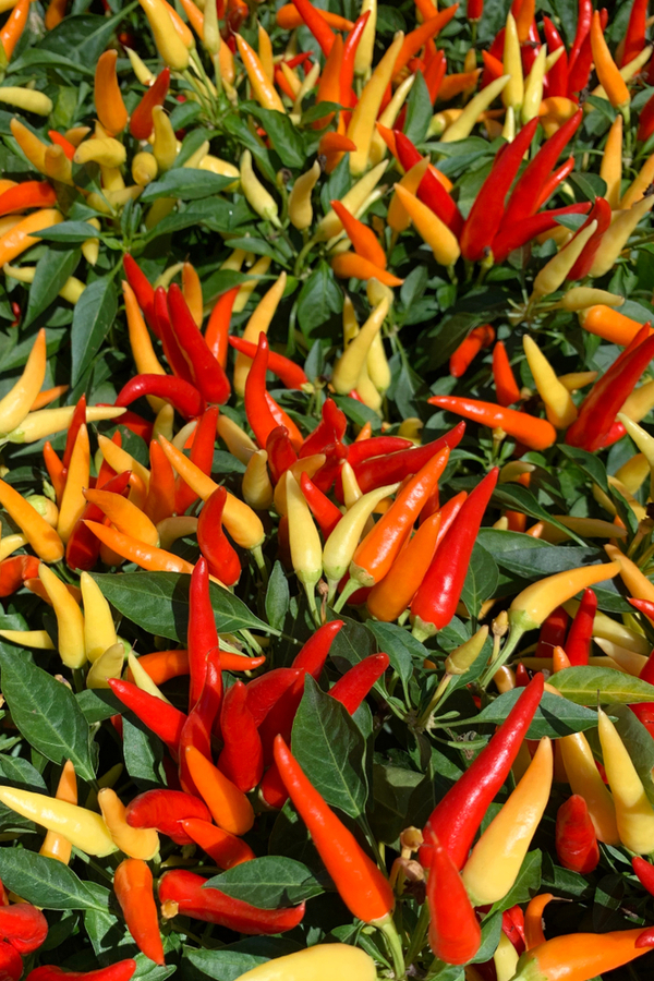 SEE OUR STORE great for pots & hanging baskets Sangria Hot Pepper Seeds 