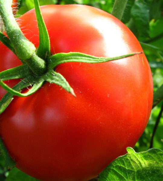 fertilize tomatoes