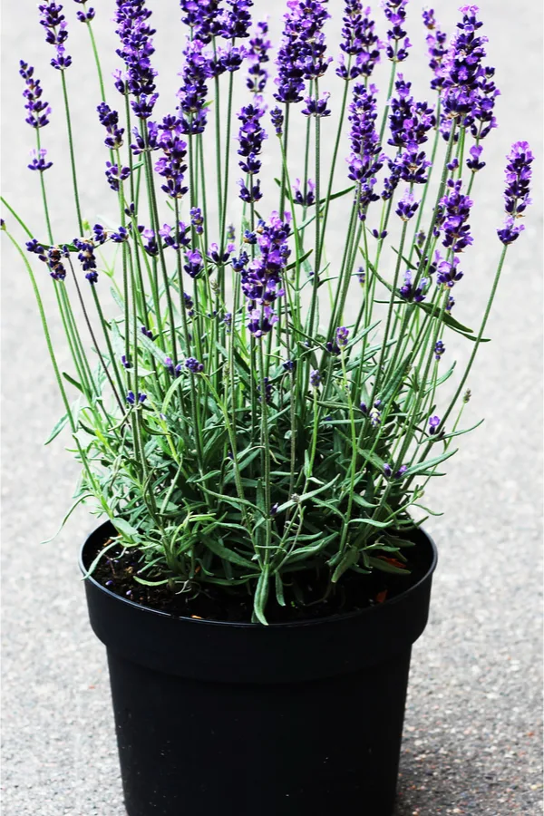 perennials in pots - lavender