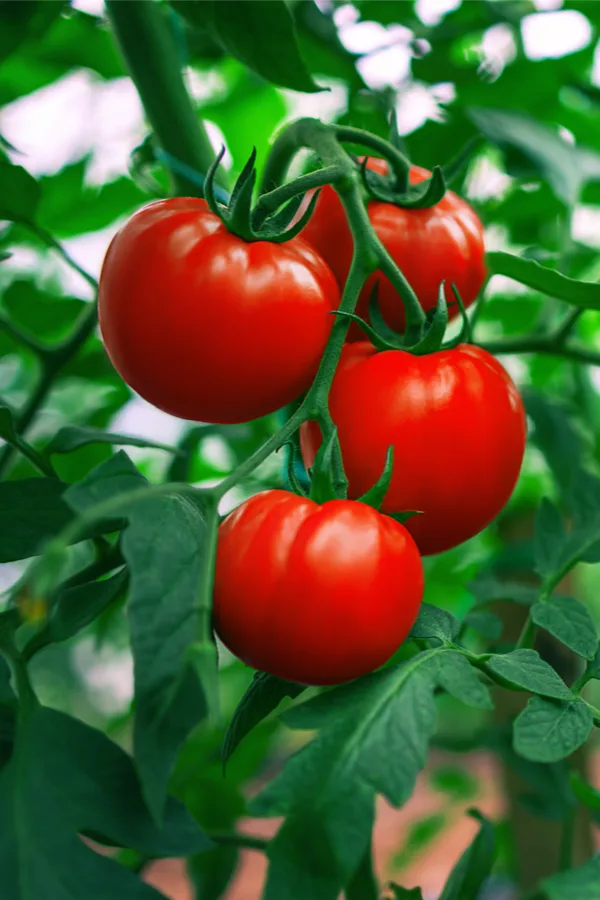 The Best Way To Plant Tomatoes - 6 Simple Secrets To Success!
