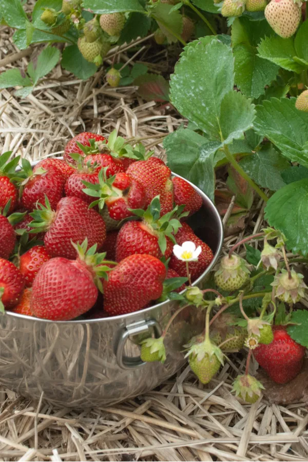 strawberries picked