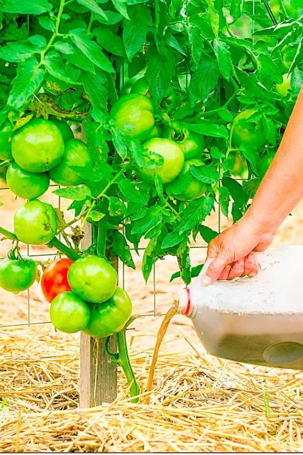 fertilizing tomatoes
