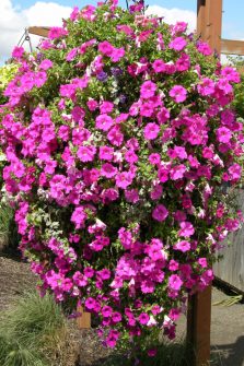 The Best Way To Fertilize Hanging Baskets - The Big Secret To Success!