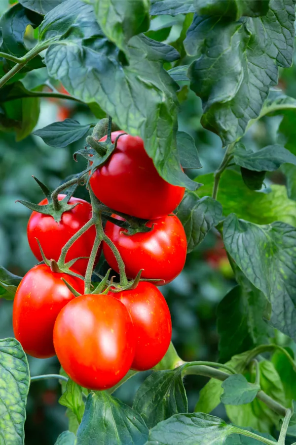 liquid fertilizer - tomato plants