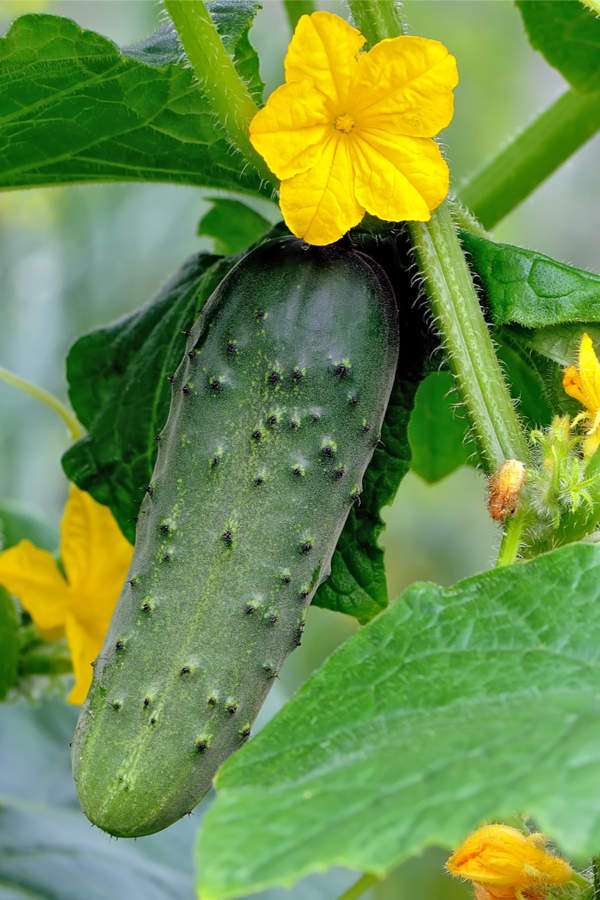 growing healhty cucumber plants