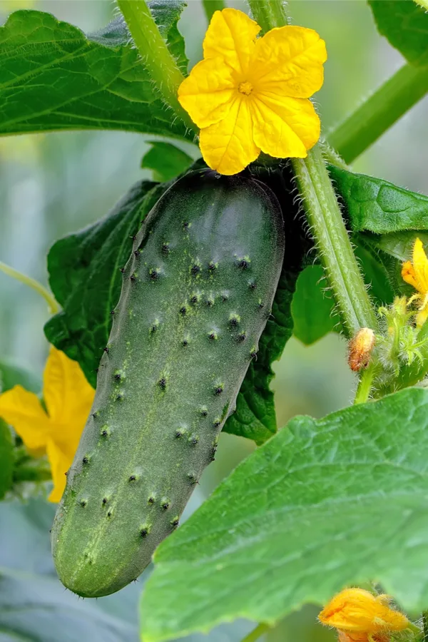All About Cucumbers - How to Pick, Prepare & Store