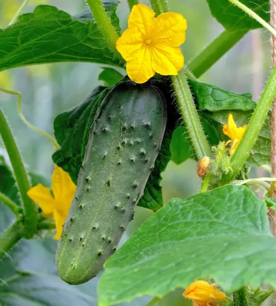 grow cucumber plants