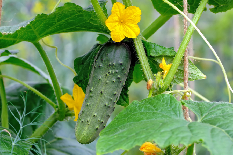 How To Grow Cucumber Plants Like Crazy! The 3 Simple Keys To Success