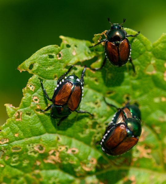 how to stop Japanese Beetles