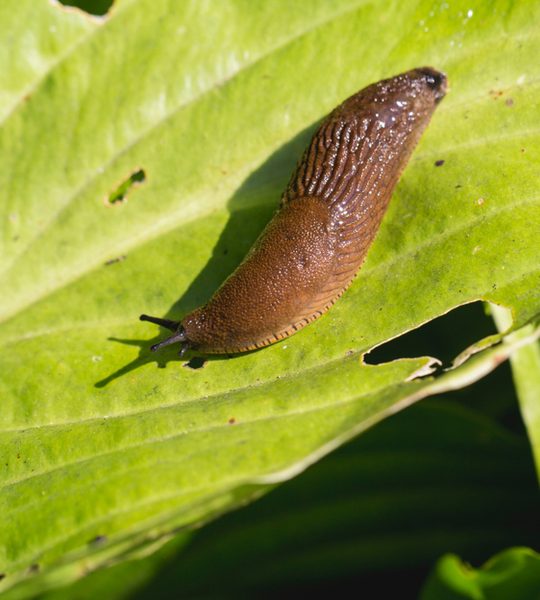 how to stop slugs naturally