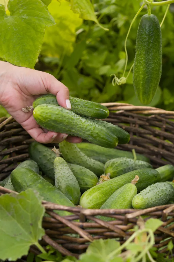 picking cucumbers