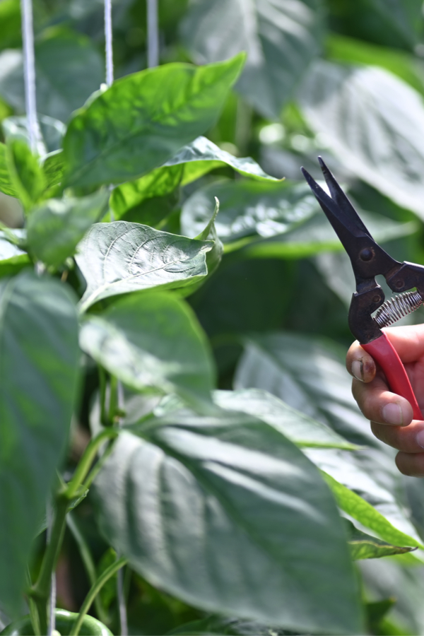 how to prune peppers