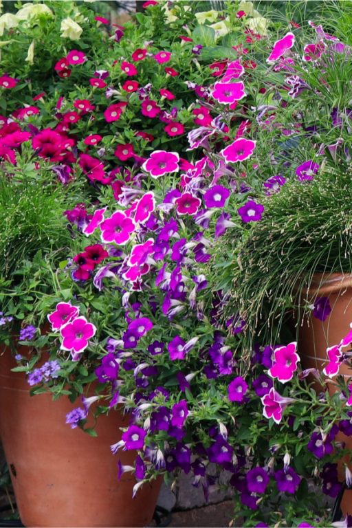 How To Keep Petunias Blooming Strong - 3 Simple Secrets To Success!