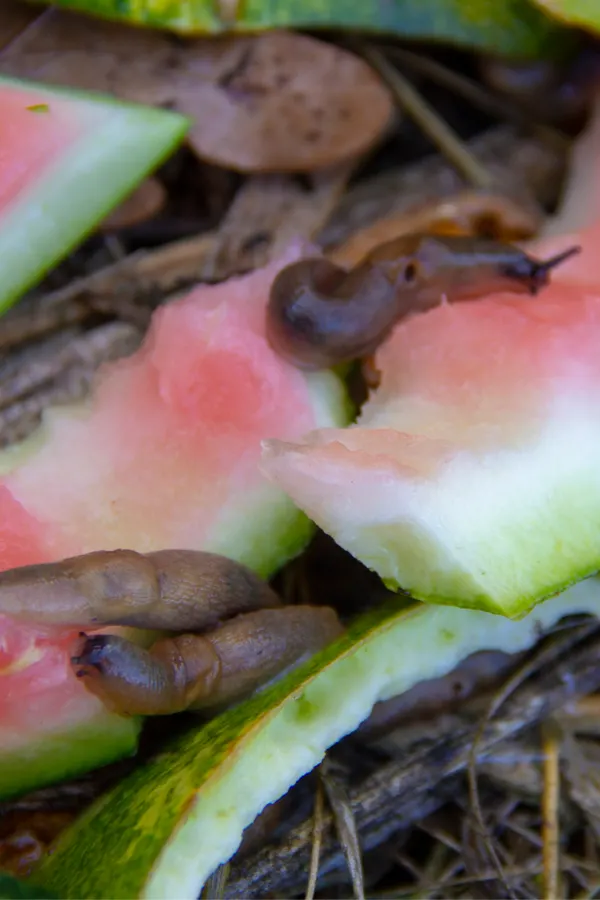 stopping slugs with watermelon