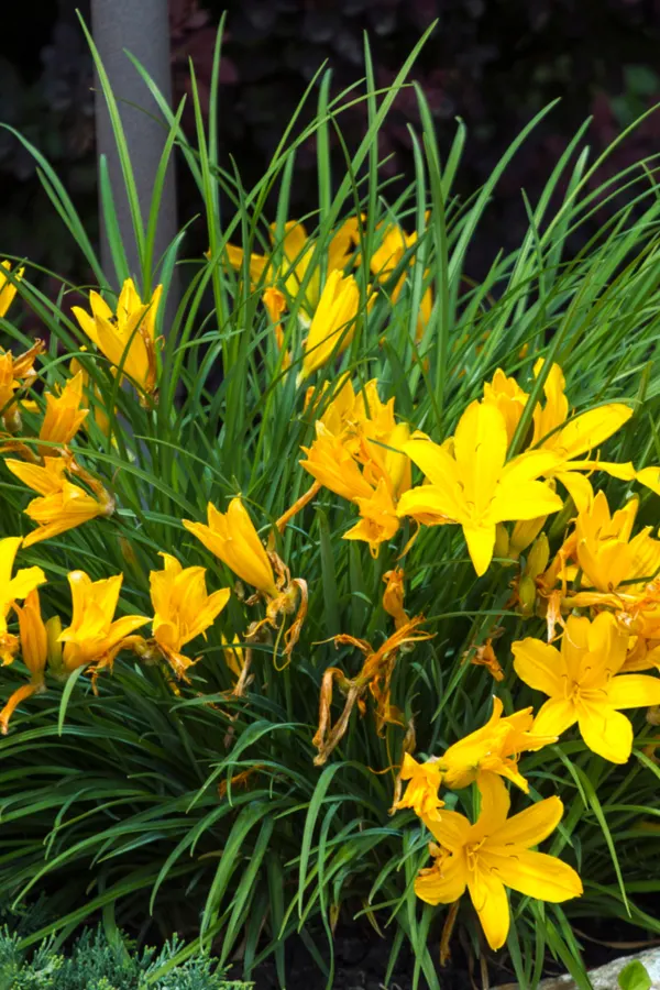 what to do with daylilies after they bloom