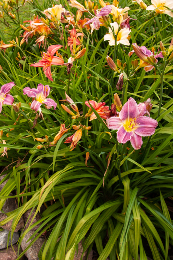 daylilies after blooming