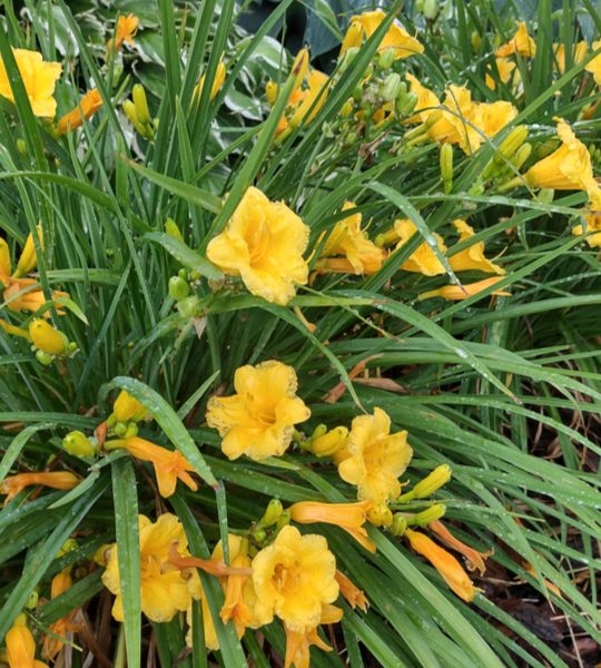 what to do with daylilies in the summer