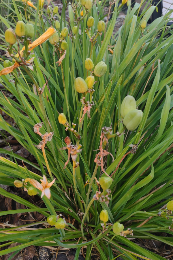 daylily seed heads