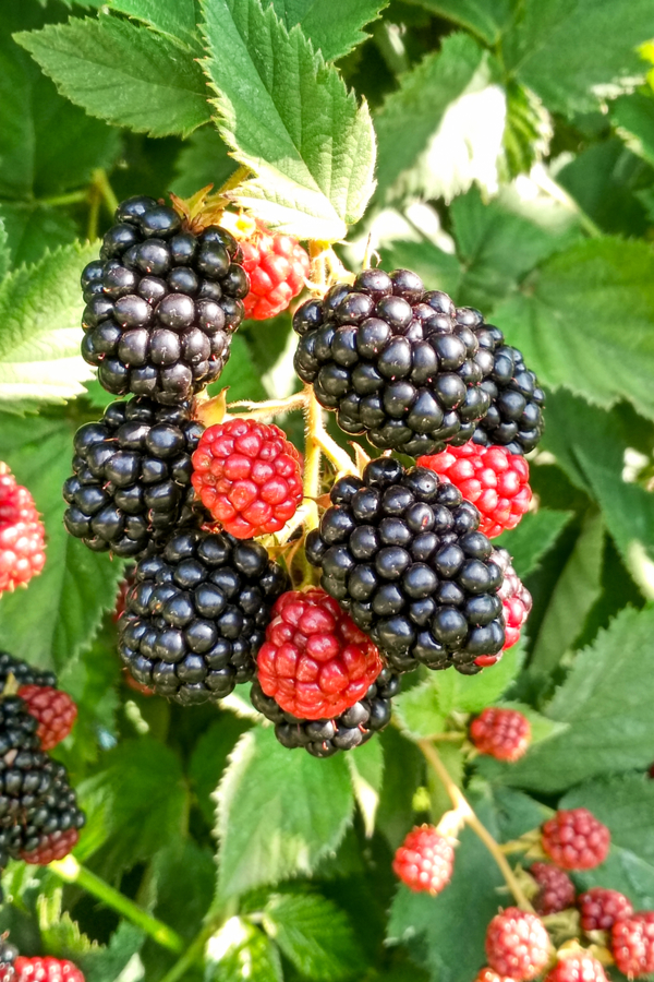 fresh picked blackberries