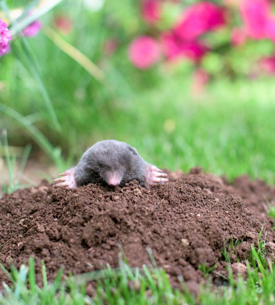 how to keep ground moles out