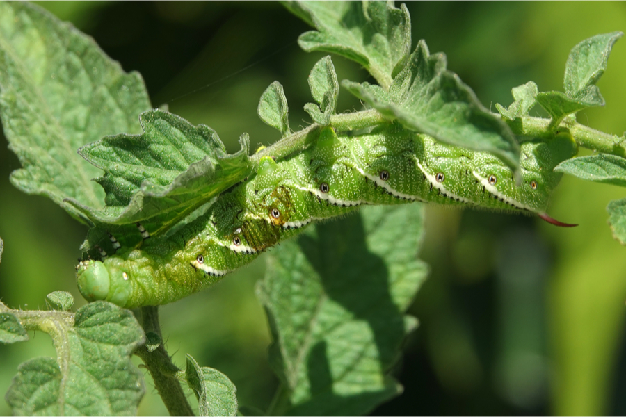 how to stop tomato hornworms