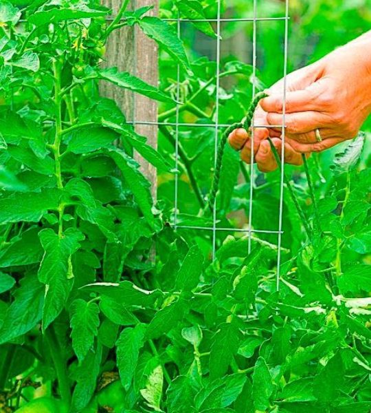 best way to tie up tomato plants