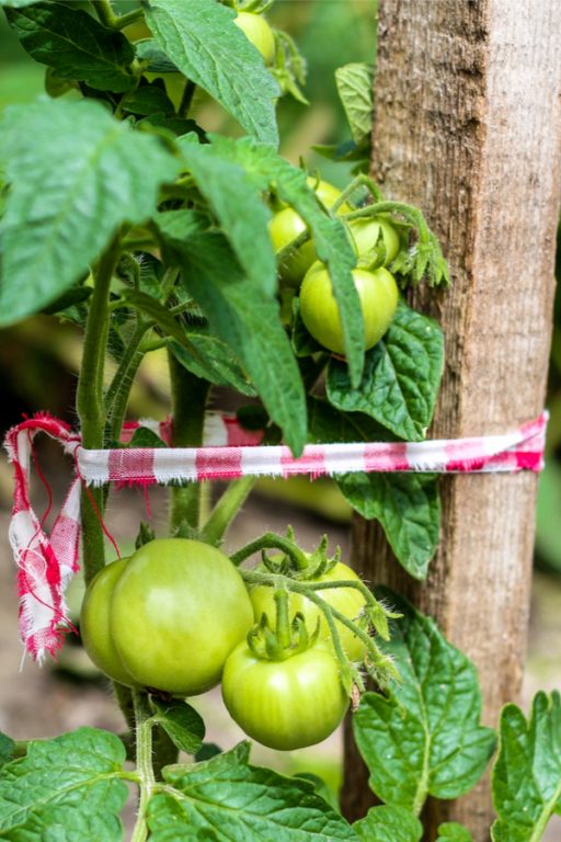 The Best Way To Tie Up Tomato Plants - And The Secret Material To Use!