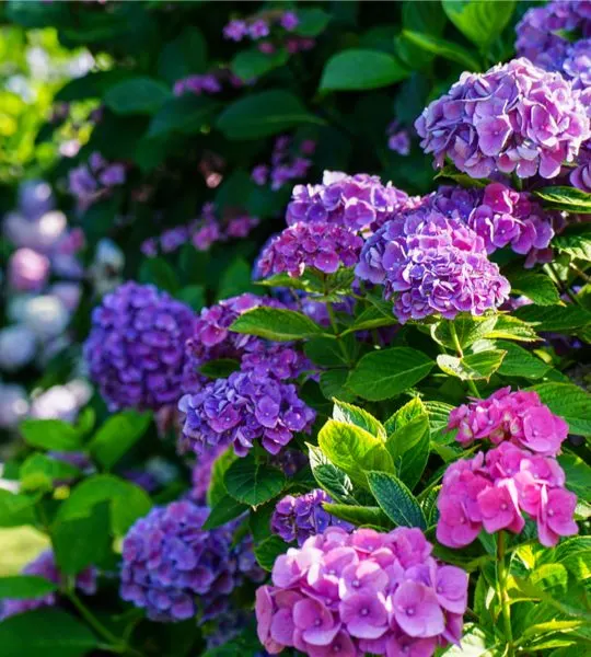 hydrangeas after they bloom