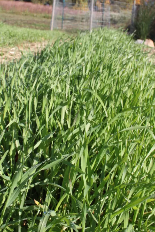 how to plant a cover crop