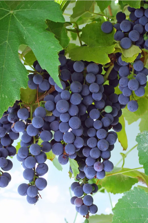 concord grapes on vine 