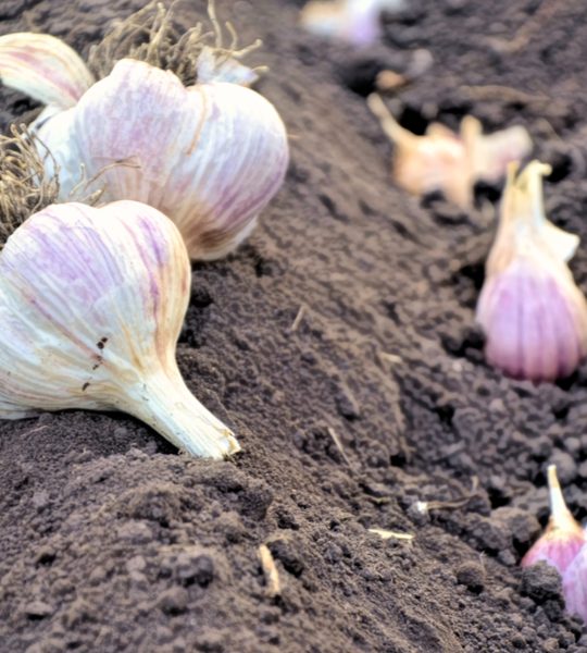 how to plant garlic