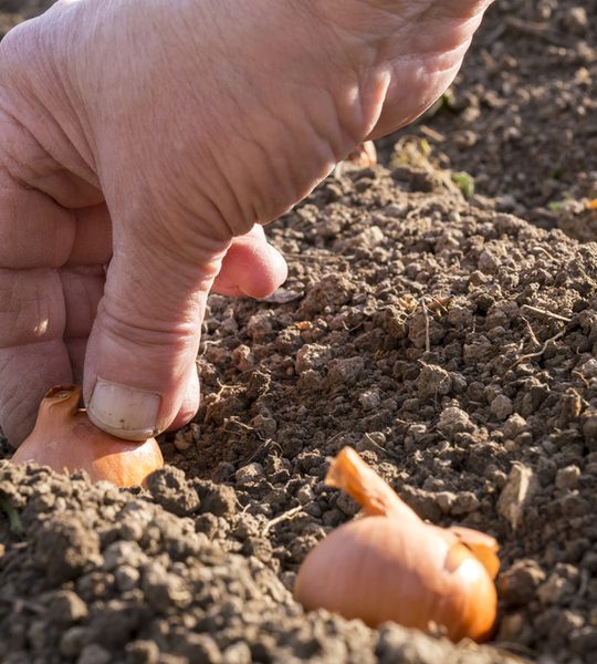 how to plant fall onions