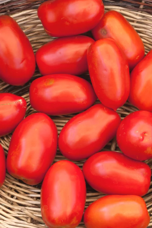 paste tomatoes