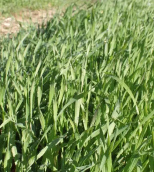 how to plant cover crops