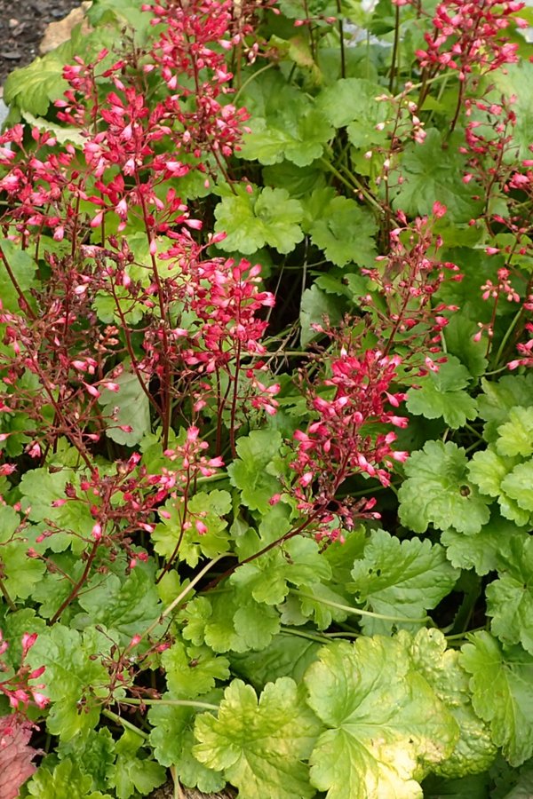 dividing coral bells - How To Clean Up Your Flowerbeds This Fall