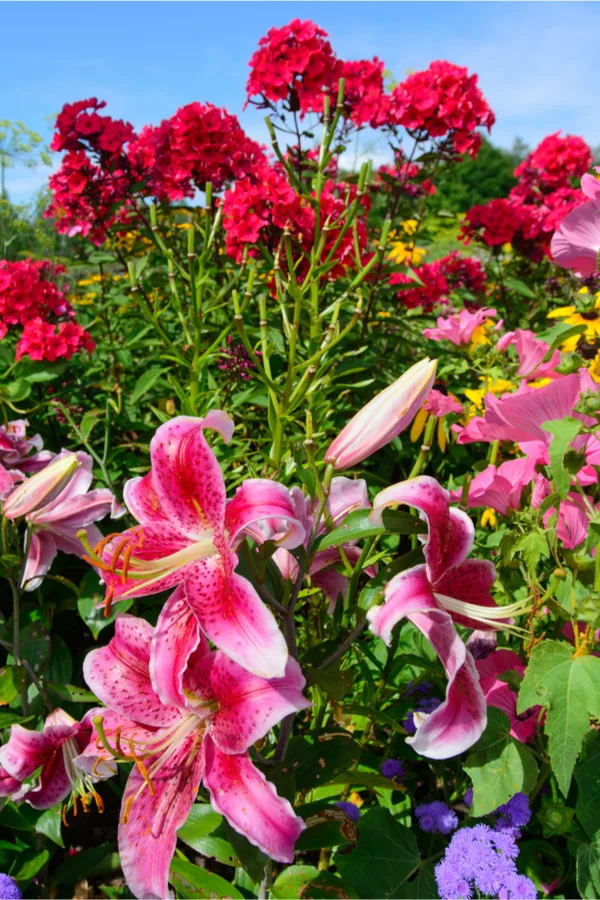 filling beds with perennials - How To Clean Up Your Flowerbeds This Fall