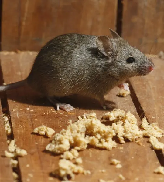 how to keep mice out