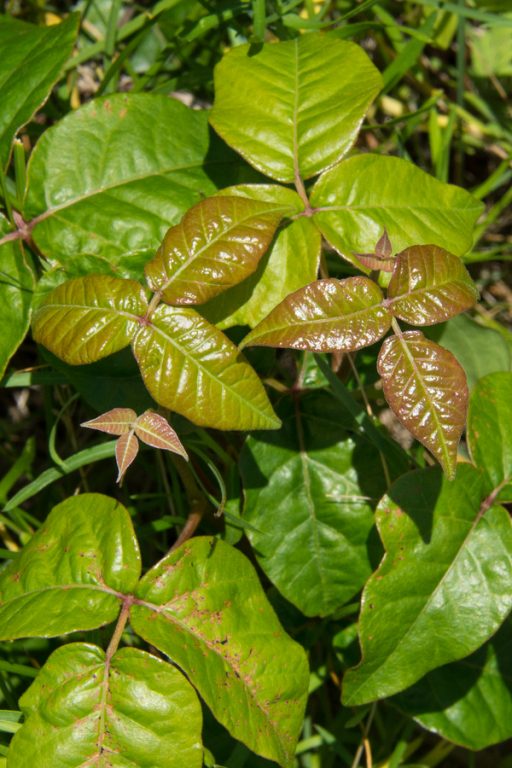 How To Kill Poison Ivy Plants – Taking Out Poison Ivy For Good!