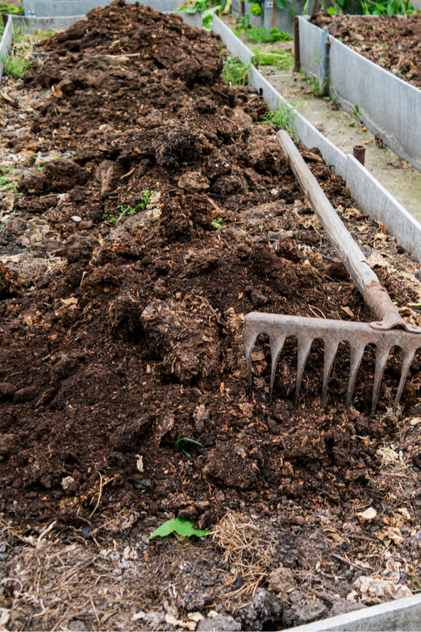 aged manure - how to prepare raised beds for winter