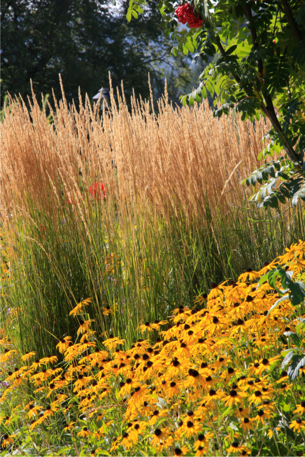 how to care for ornamental grasses in the fall