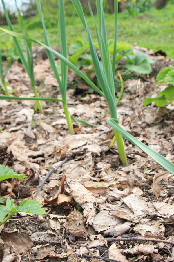 protecting winter crops in the garden with mulch