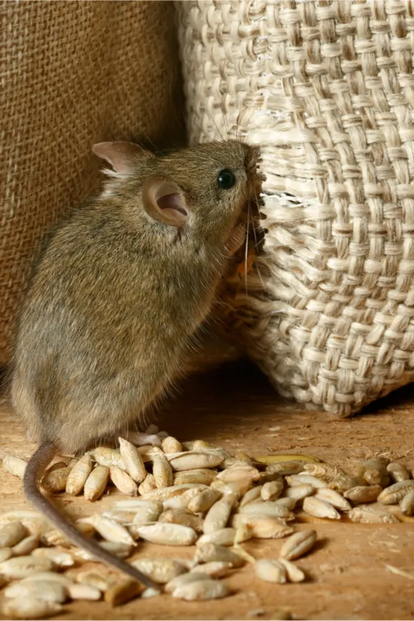 How To Keep Mice Out Of Your Shed, Garage Or Barn This Fall & Winter!